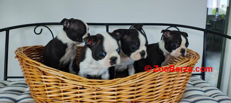 Boston terrier stenci