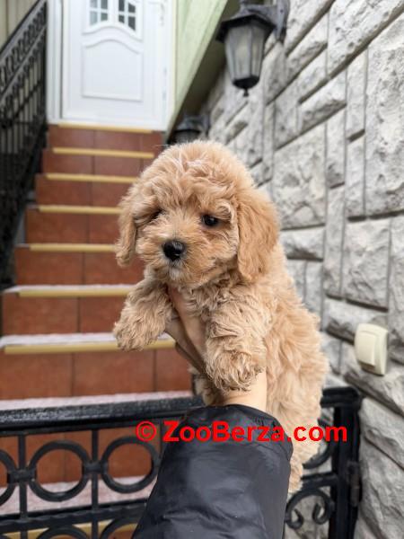 Maltipoo vrhunske genetike 