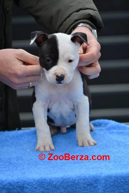 Američki Stafordski terijer štenci