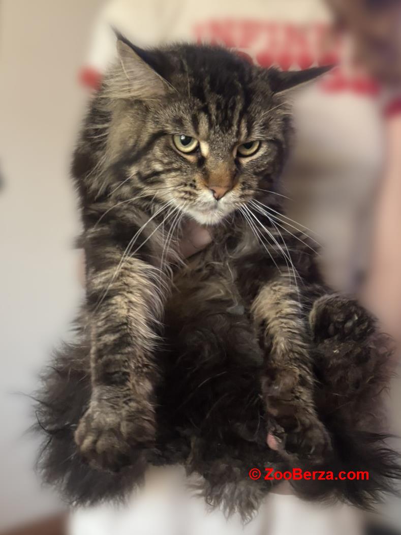 Maine Coon mačići - Zemun