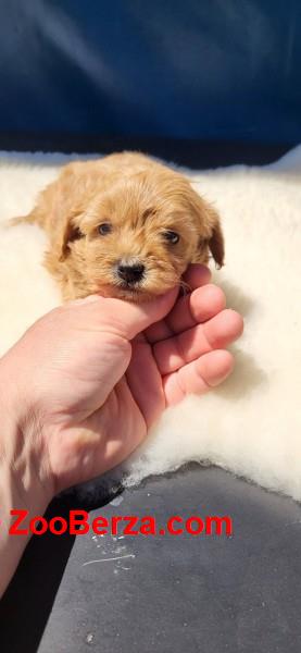 Maltipoo stenci