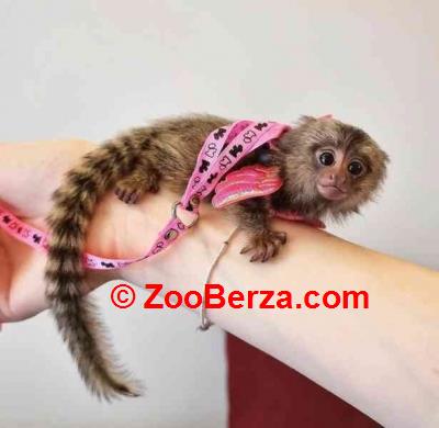 zdrave bebe marmozet majmuna spremne za prodaju