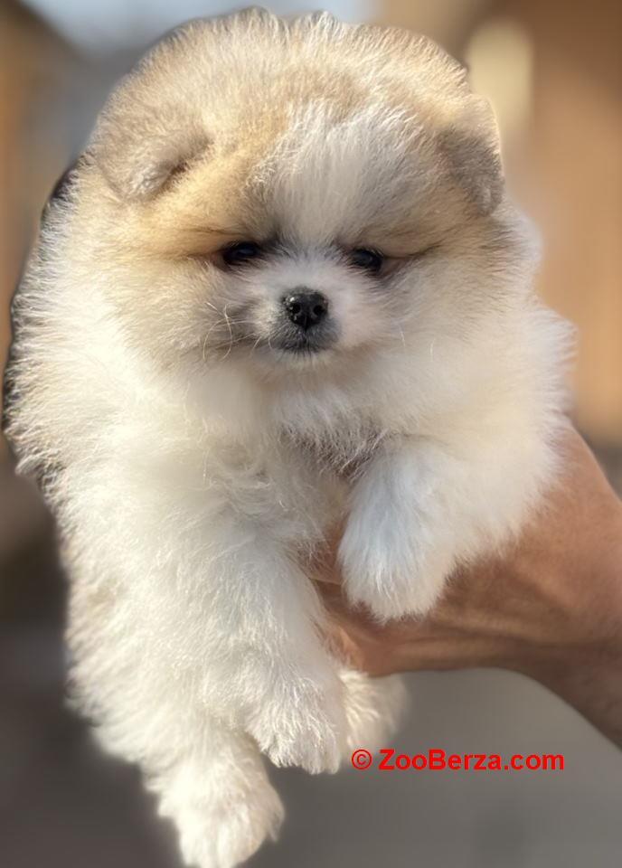 Pomeranac stenc 