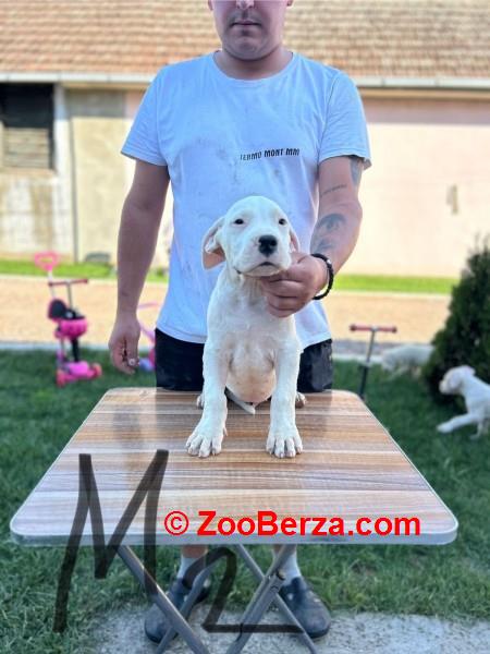 Dogo Argentino štenci