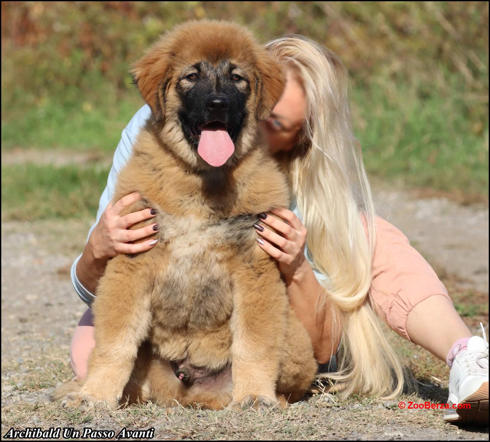 Kavkaski ovčar prelepo muško štene