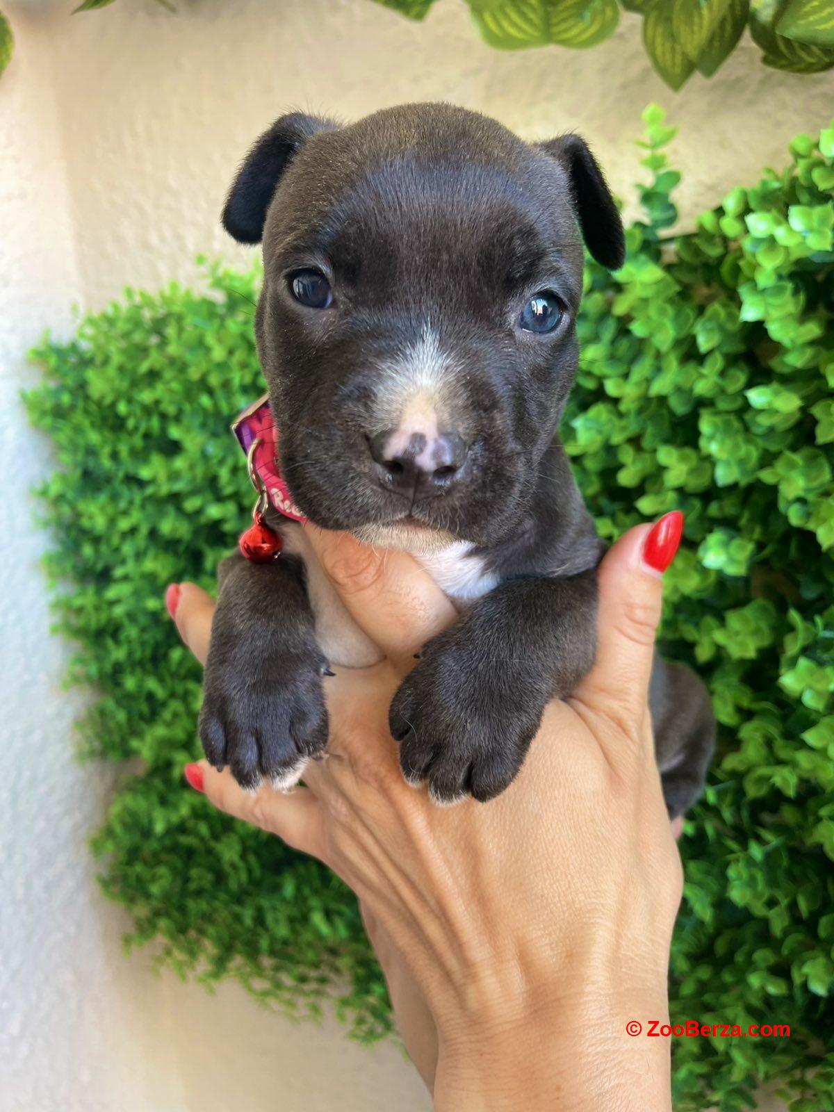 Pit Bull terijer prelepi stenci