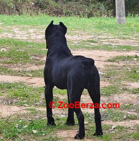 Cane Corso mužjak na prodaju