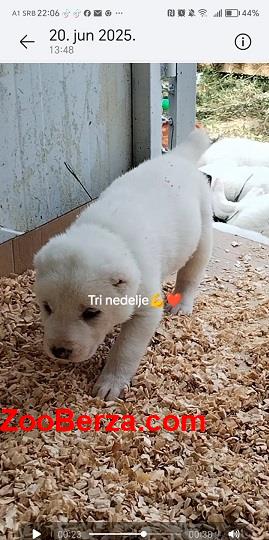 Prelepi štenci čistokrvnog srednjeazijskog ovčara – Alabai 