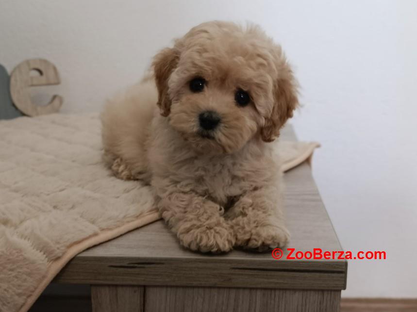 Maltipoo štenci – savršeni kućni ljubimci!