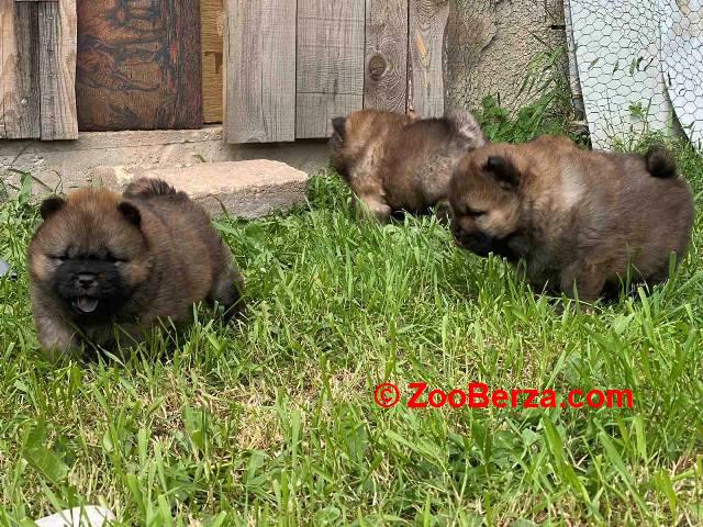 Chow Chow štenci