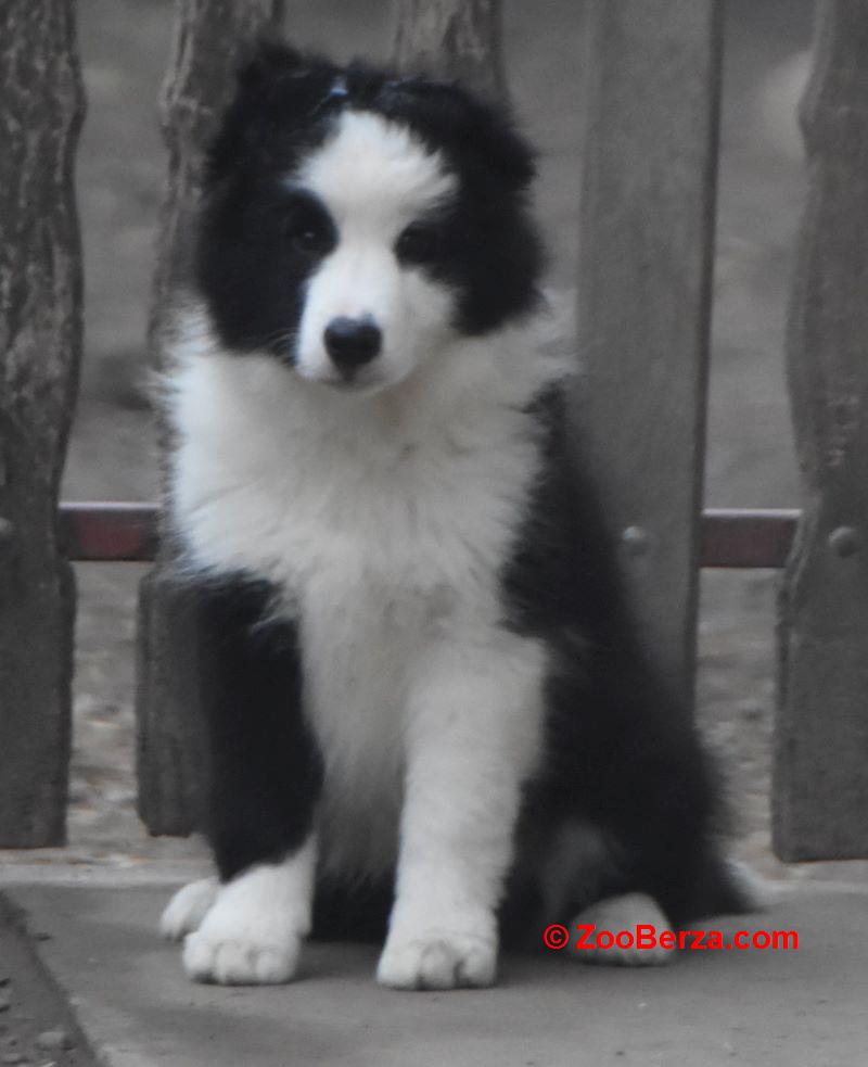 Border koli/collie štenci