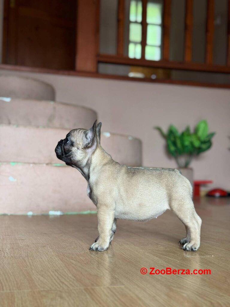 Francuski Buldog VRHUNSKI stenci