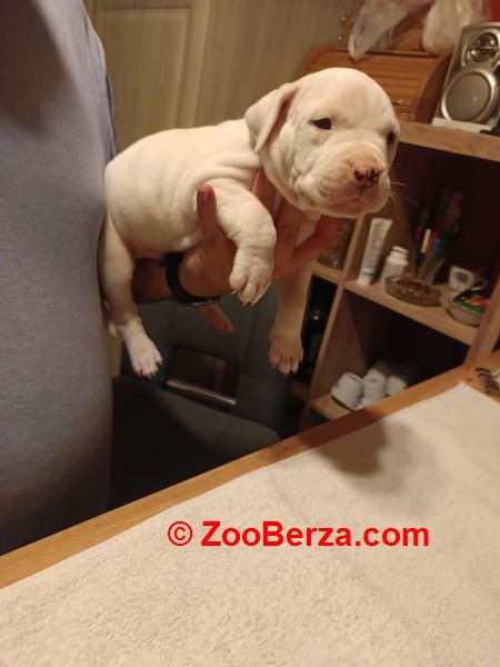 Dogo Argentino, štenci