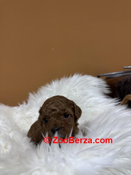 Stenci toy pudle