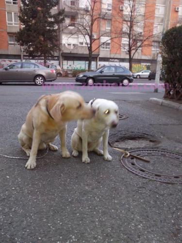 Stenci Labradora na prodaju