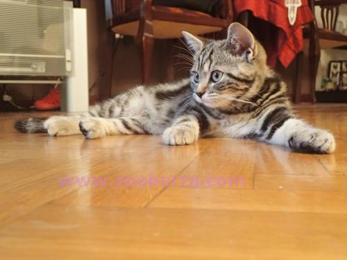 British shorthair gold tabby