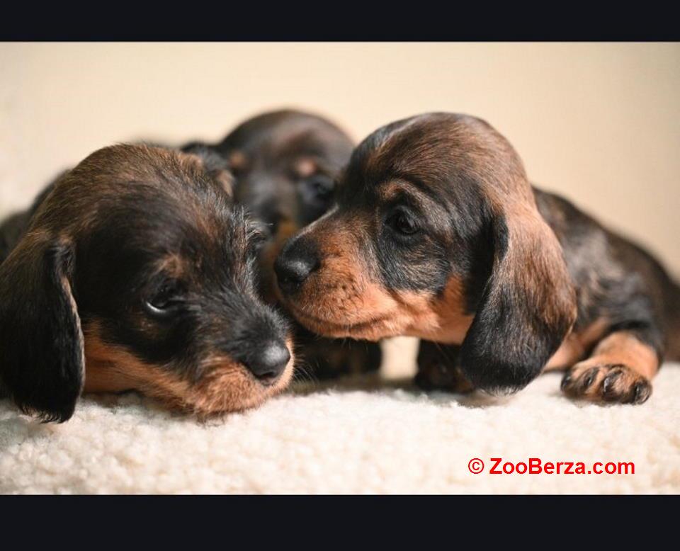 Na prodaju štenci rase oštrodlaki jazavičar - kunićar 