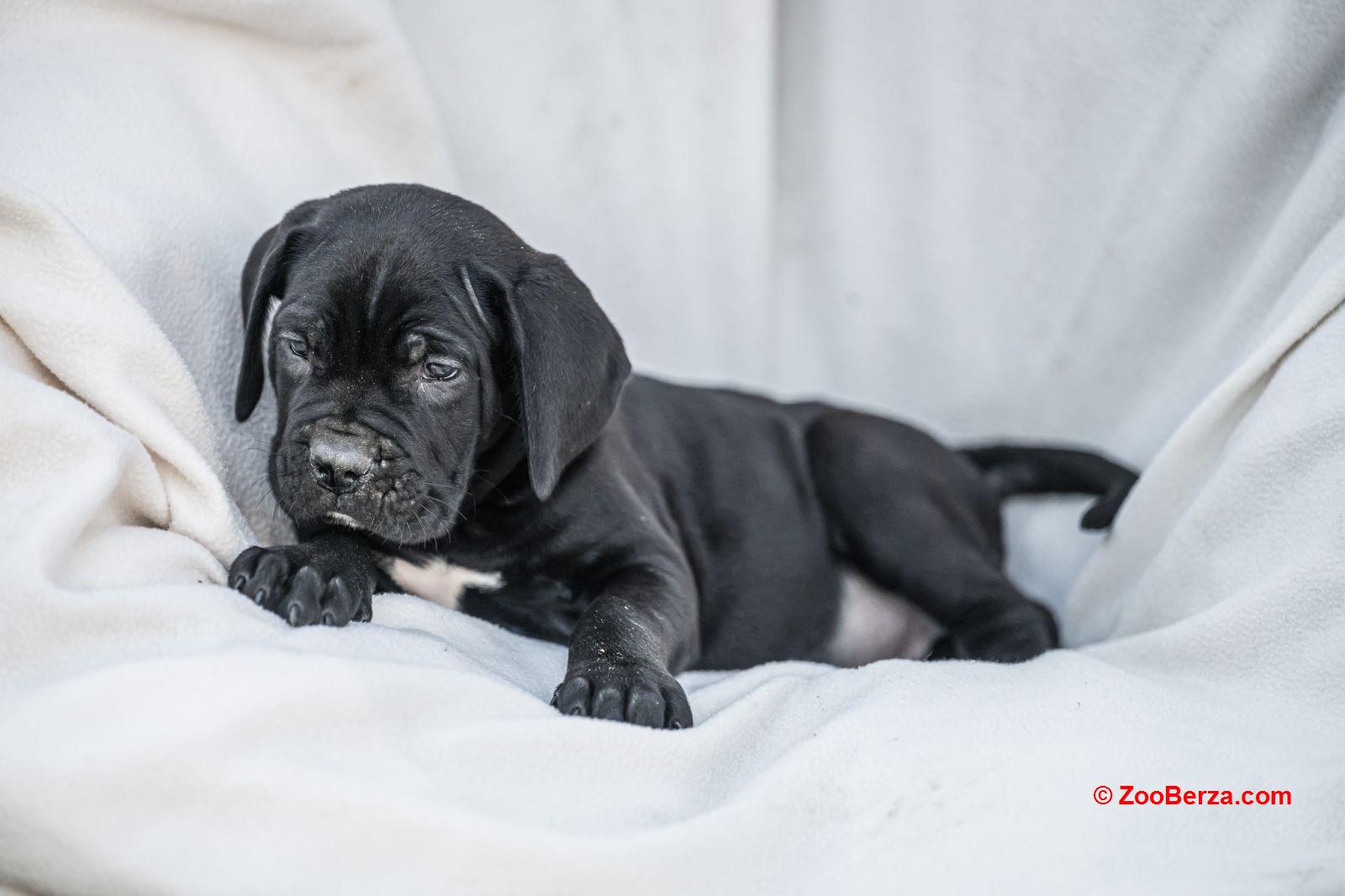 Cane Corso prelepi štenci