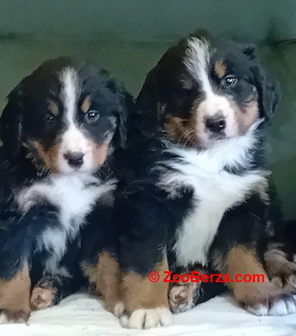 Bernski planinski pas