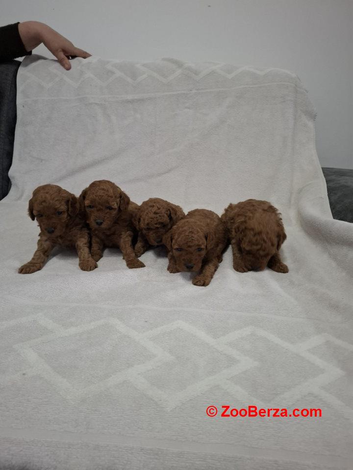 Prodajem patuljaste crvene pudle 