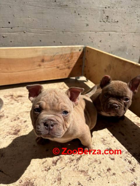 American bully exzotik-mikro štenci