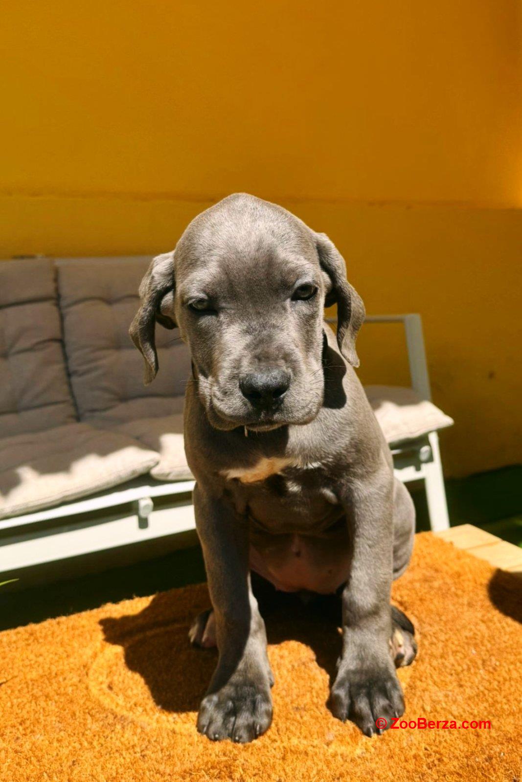 Cane corso prelepi stenci