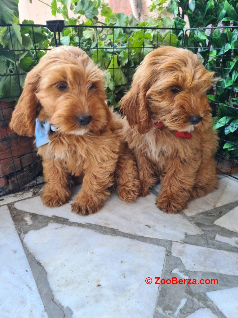 Labradoodle prelepi štenci