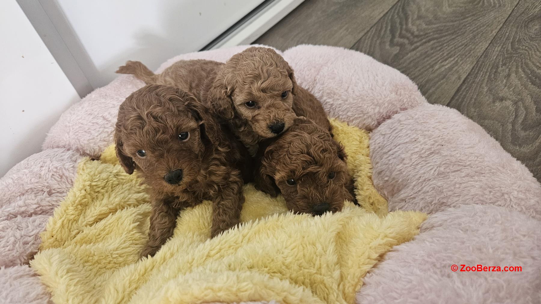 Aprikot mini i Crvena toy pudla štenci