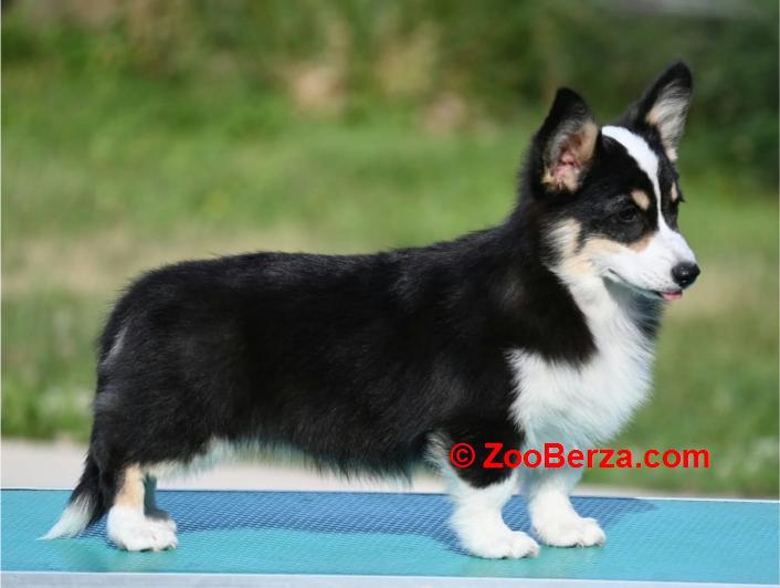 Velski korgi/Welsh Corgi Pembroke štenci