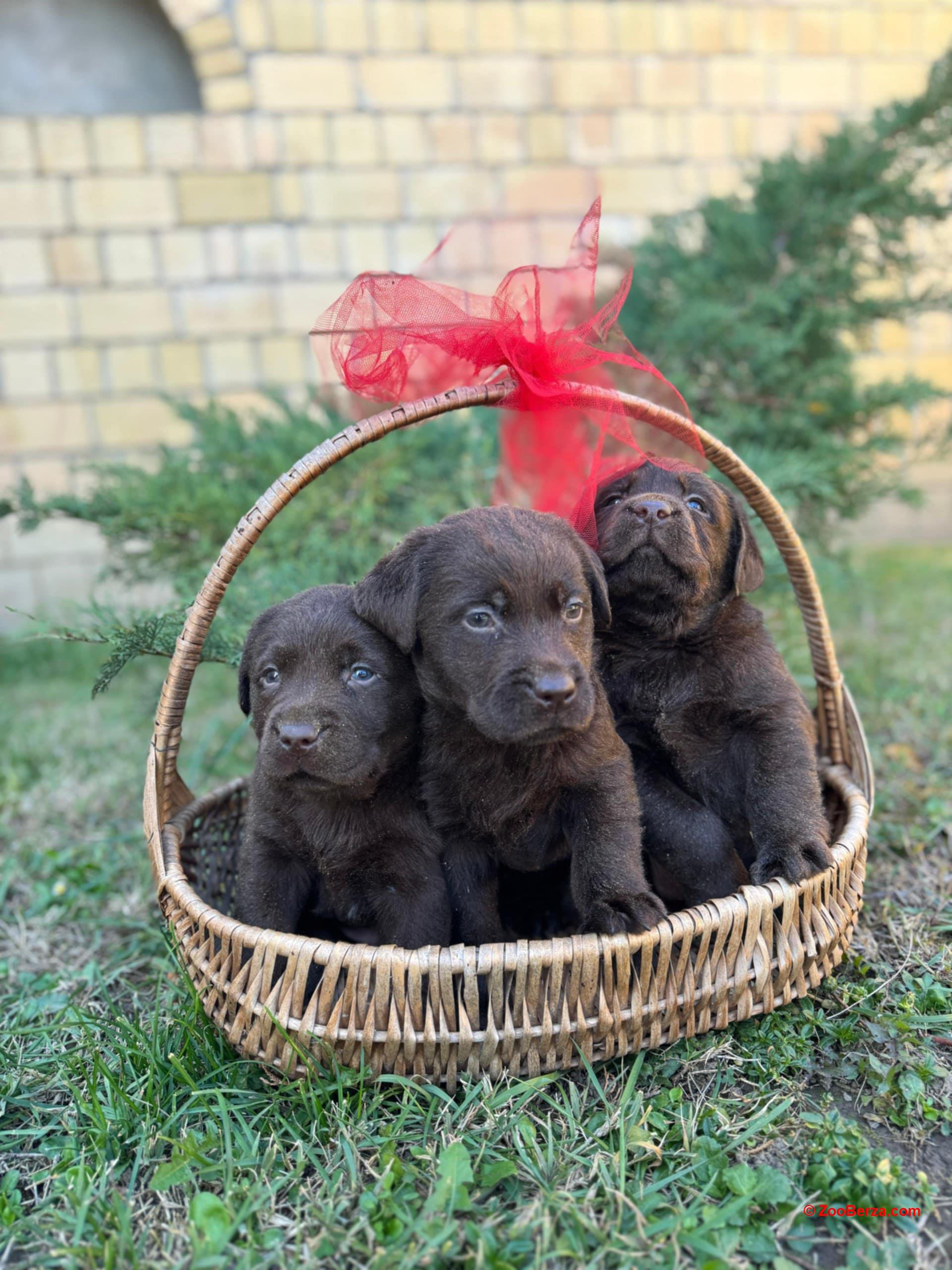 Labrador retriver štenci