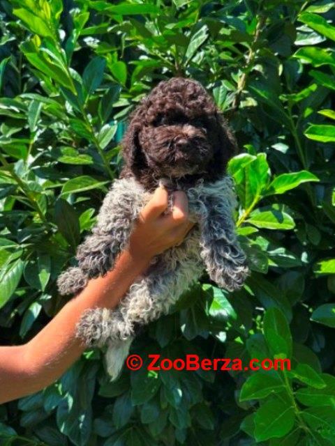 Lagotto Romagnolo štenci