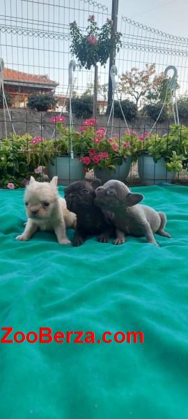 Francuski buldog štenci exotic, plavi, klasik i fluffy