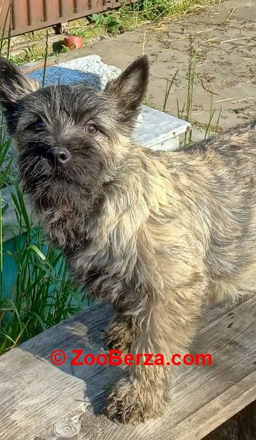 Kern terijer štenci