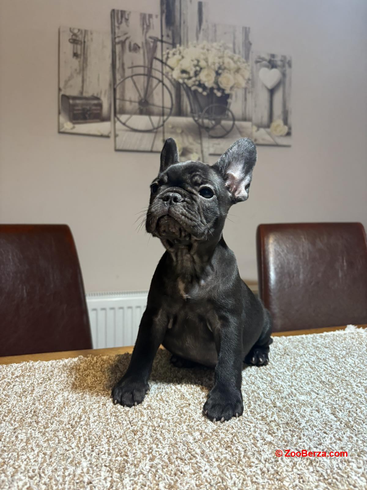 Dve ženke francuskog buldoga