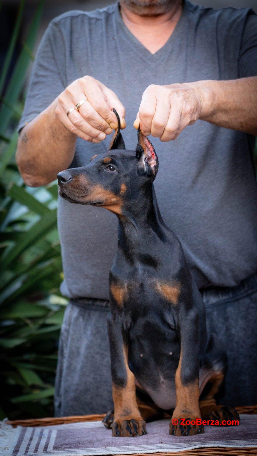 Doberman stenci