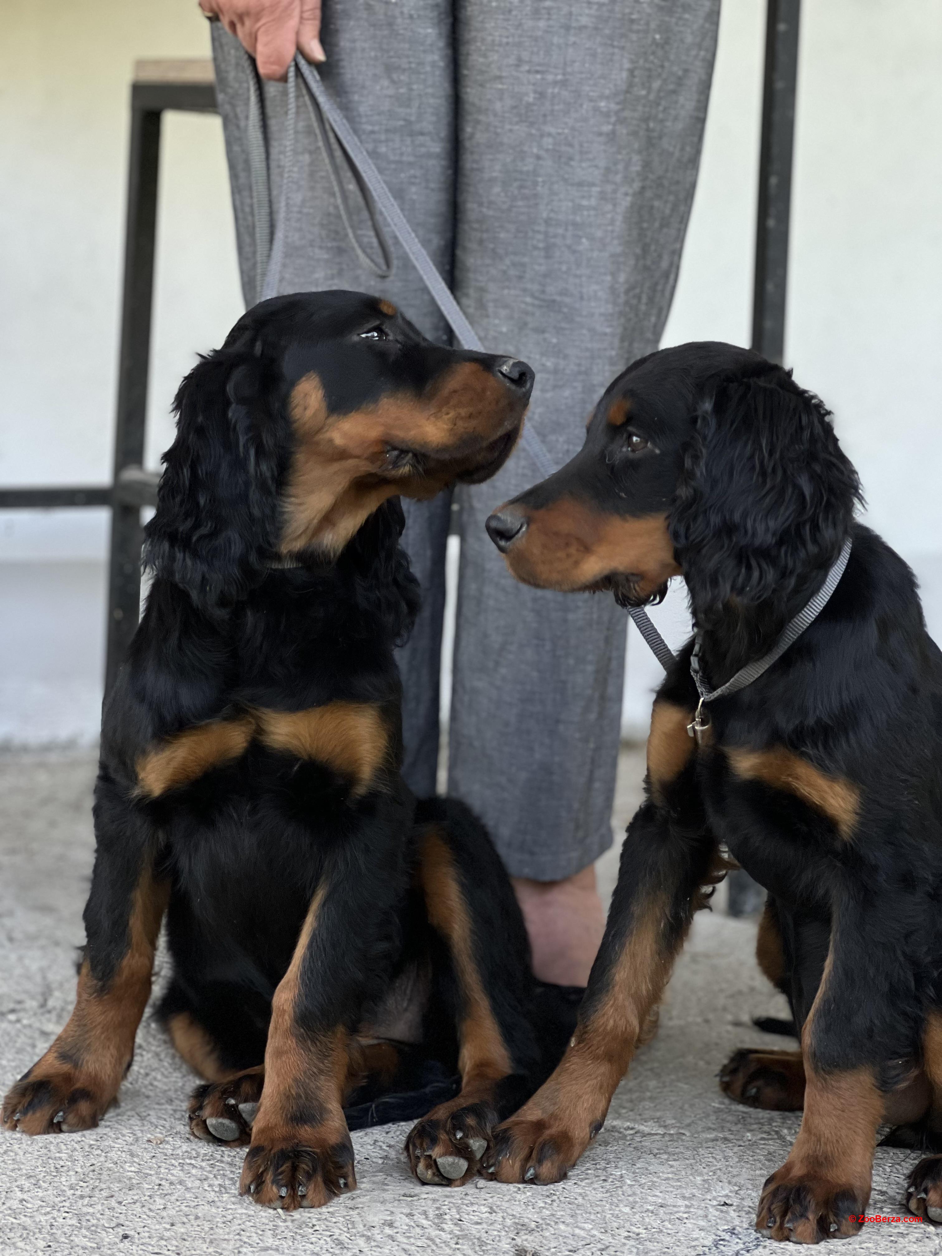 Gordon Setter