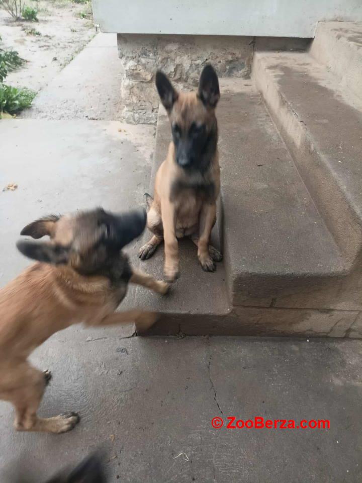 Belgijski ovčar MALINOA štenci 