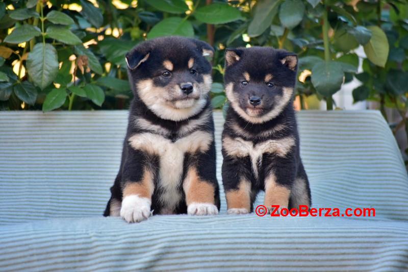 Shiba Inu / Šiba inu, štenci