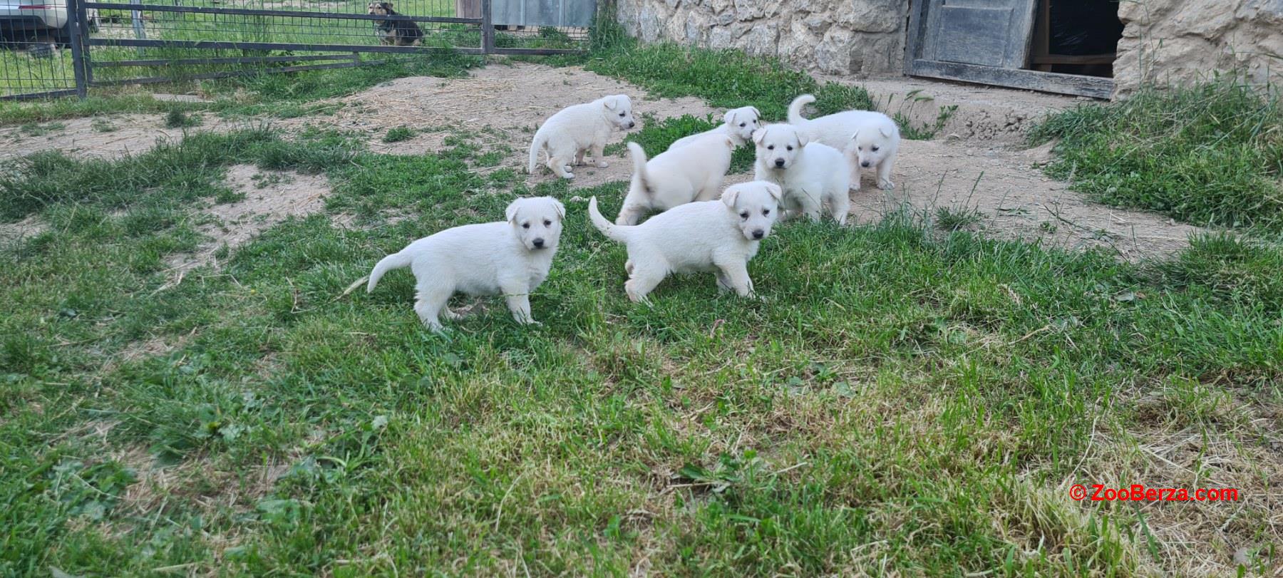Beli švajcarski ovčar prelepi štenci