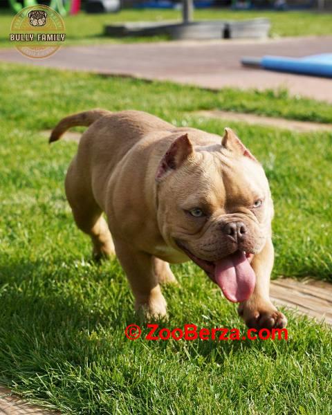 American bully exotic štenci