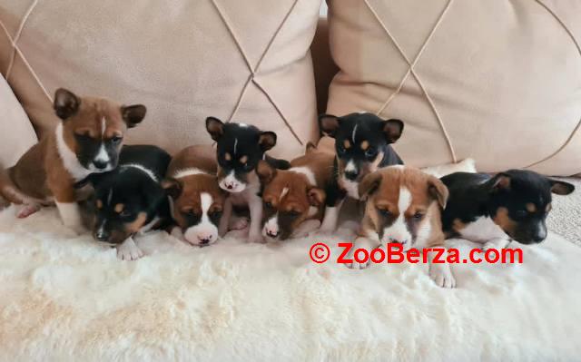 Basenji štenci