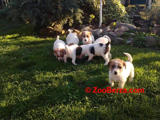 Džek Rasel Terijer, štenci