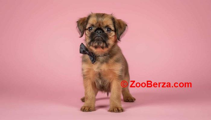 Briselski Grifon – vrhunsko muško štene