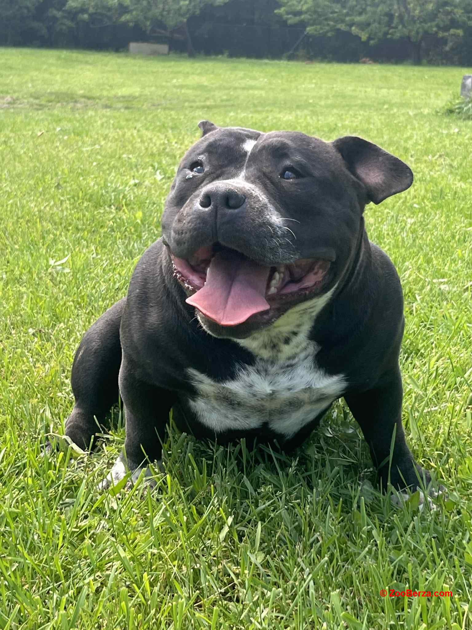 American bully pocket mužjak i ženka na prodaju