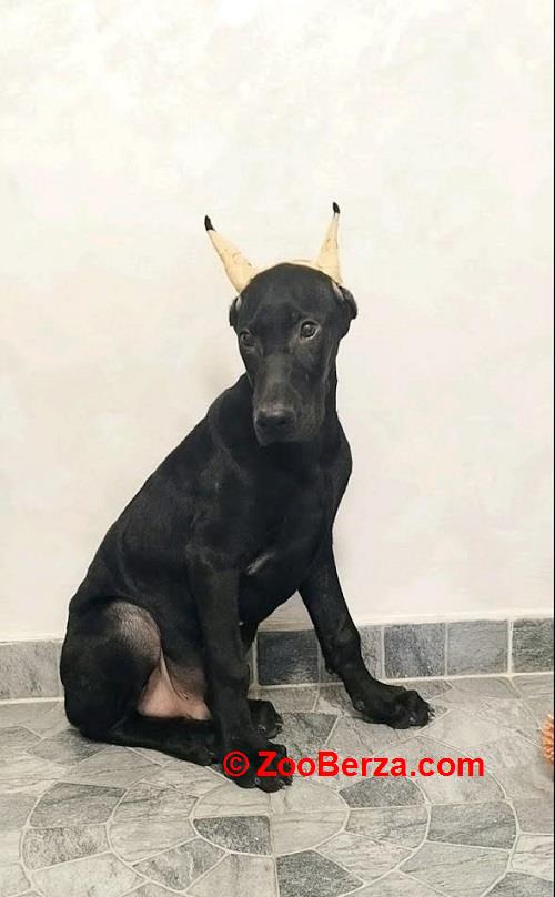 Doberman 