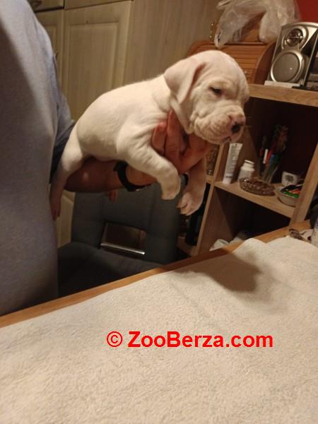 Dogo Argentino, štenci