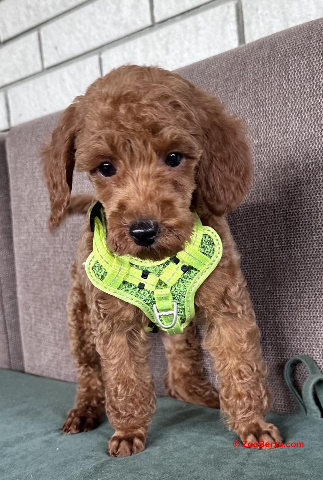 Toy Pudle na prodaju