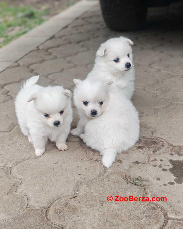 Nemački špic, štenci snežno bele boje 