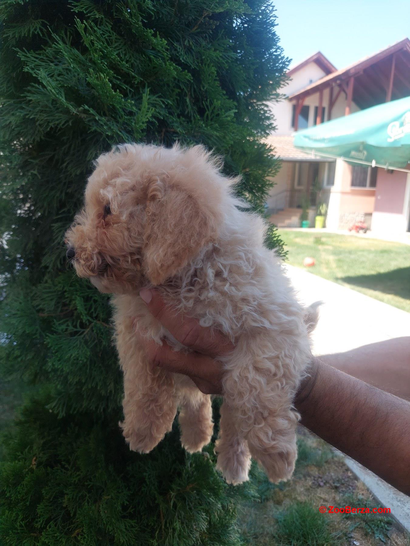 Cockapoo štenci 
