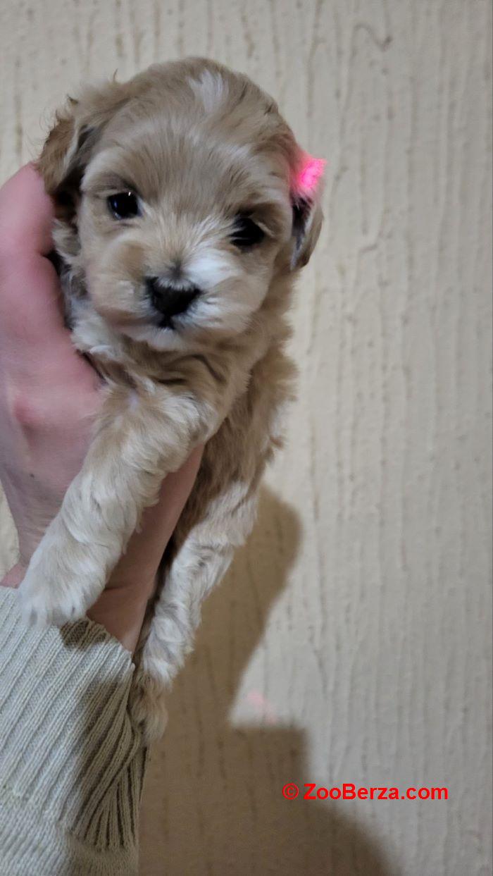 Mini Maltipoo štenci